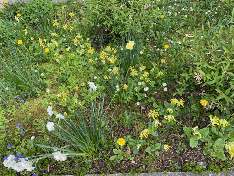 OASIS JARDIN NATURE. Si vous avez même une toute petite place, les zones de fleurs sauvages constituent des habitats essentiels pour les oiseaux, les rongeurs et les insectes. MONIQUE PINAULT